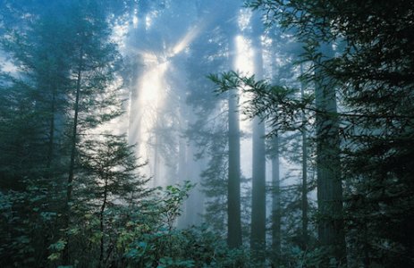 treeinforest.jpg