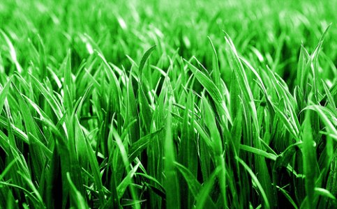 green_grass-605.jpg green_grass-605.jpg